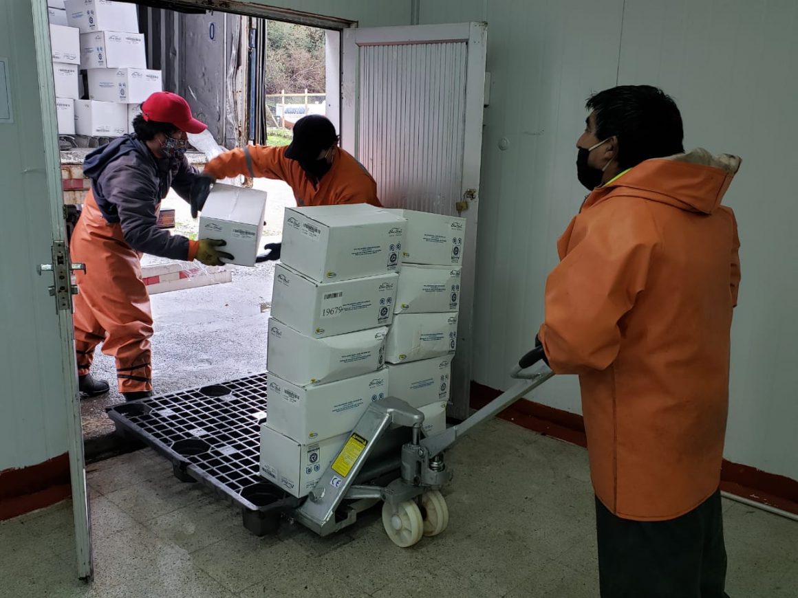 EMPRESA BLUE SHELL DONÓ 6 MIL 500 KILOS DE CHORITOS PARA LA POBLACIÓN QUEILINA