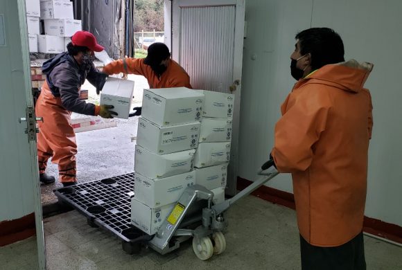 EMPRESA BLUE SHELL DONÓ 6 MIL 500 KILOS DE CHORITOS PARA LA POBLACIÓN QUEILINA EMPRESA BLUE SHELL DONÓ 6 MIL 500 KILOS DE CHORITOS PARA LA POBLACIÓN QUEILINA