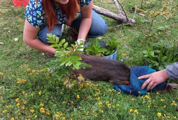 Familia Queilina y Municipalidad de Queilen Rescatan un pudú en el sector de Apeche